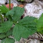 Geum rivale Hostoa