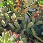 Echeveria pulvinata List