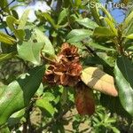 Combretum kraussii Fruit