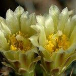 Sclerocactus brevihamatus Цвят