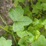 Bowlesia incana Leaf