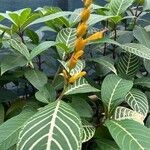 Sanchezia oblonga Leaf