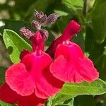 Salvia greggii Flor