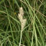 Carex buxbaumii Плід