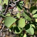 Amelanchier utahensis Leaf