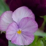 Viola cenisia 花