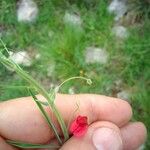 Lathyrus setifolius 花