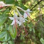 Rhododendron arborescens Çiçek