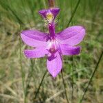 Calopogon tuberosus Blomma