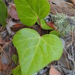 Hedera helixLeaf