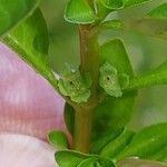 Ludwigia palustris Blomst