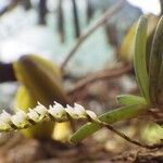 Bolusiella iridifolia Kwiat