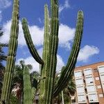 Pachycereus pecten-aboriginum Hoja