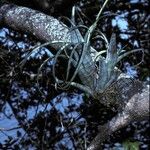 Tillandsia flexuosa Συνήθη χαρακτηριστικά