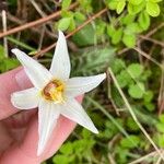 Erythronium oregonum Virág