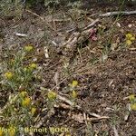 Anthyllis hamosa Habit