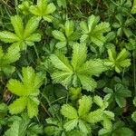 Potentilla anglica Лист