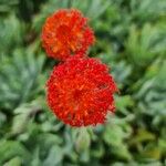 Kleinia fulgens Flower