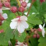 Geranium macrorrhizum Flower