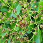 Pyracantha coccinea Fruit