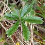 Potentilla aurea Feuille