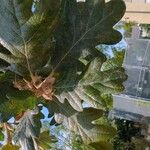 Quercus garryana Hoja