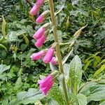 Digitalis thapsi Kwiat