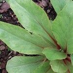 Primula clevelandii Blad