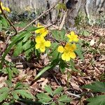 Anemonoides ranunculoides Blomst