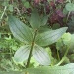 Galium rubioides Ліст