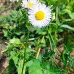 Erigeron philadelphicusFlower