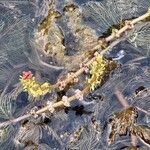 Myriophyllum spicatum Flower