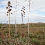 Agave fourcroydes Характер