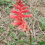 Sacoila lanceolata Flower