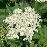 Sambucus canadensis Frugt