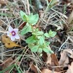 Lysimachia foemina Likasa
