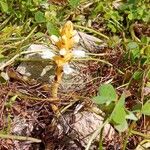 Orobanche nana Кветка