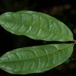 Macrolobium bifolium Лист