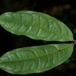 Macrolobium bifolium Folio