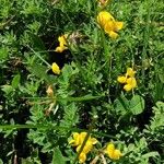 Lotus corniculatus Fleur