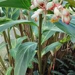 Alpinia zerumbet 葉