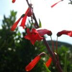 Penstemon centranthifolius 花
