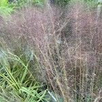 Muhlenbergia capillaris Лист