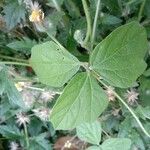 Macroptilium atropurpureum Leaf