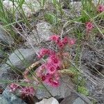 Sempervivum montanum Flower