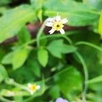 Tridax procumbensFlower