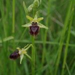 Ophrys aranifera Квітка