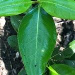 Avicennia bicolor Leaf