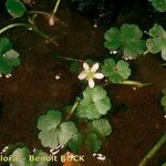 Ranunculus omiophyllus Other