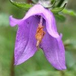 Campanula trachelium Flor